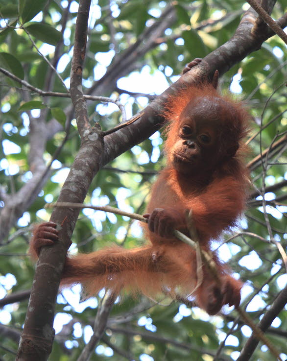 Projekten skyddar också en livfull och viktig blandning av arter.