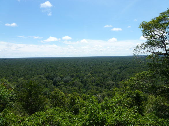Klimatskyddsprojekten ska skydda tropiska skogar.